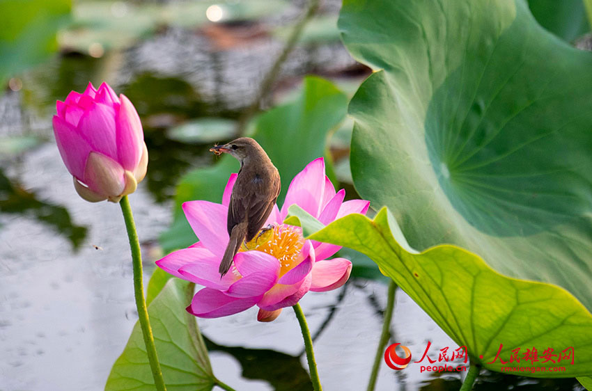 �ɻ��B����ӳ��Ȥ�������X�z