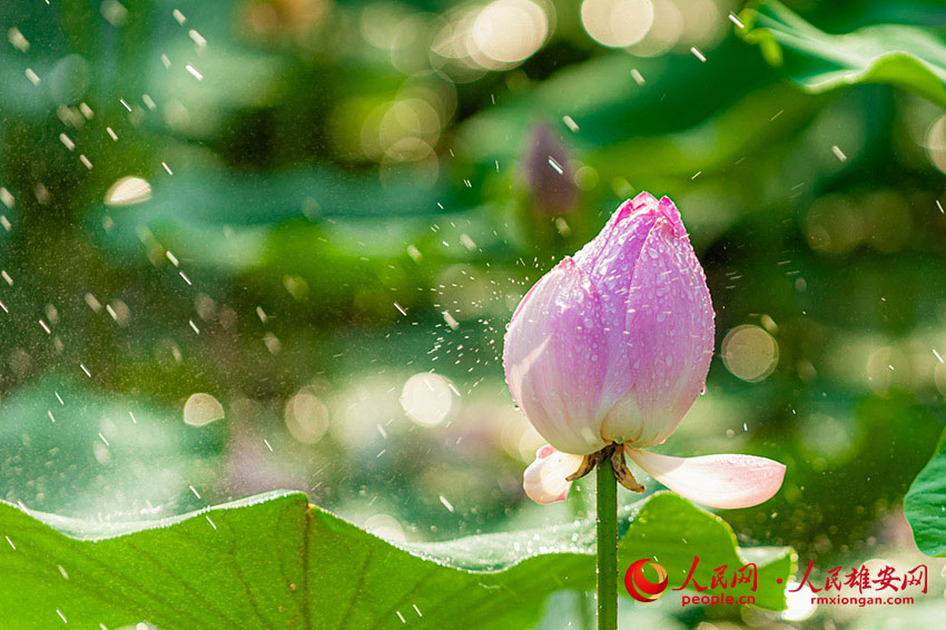 ����������`�ŵĺɻ�����־���z