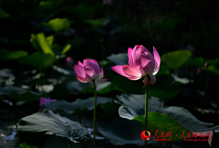 �峿�ĺɻ������G��?c��i)z