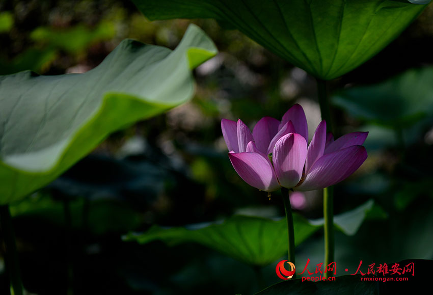 �峿�ĺɻ������G�ؔz