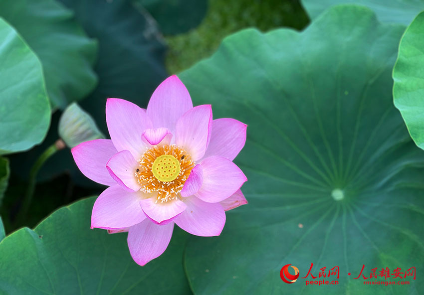 �����ʢ�_�ĺɻ�������W�]ޱ�z