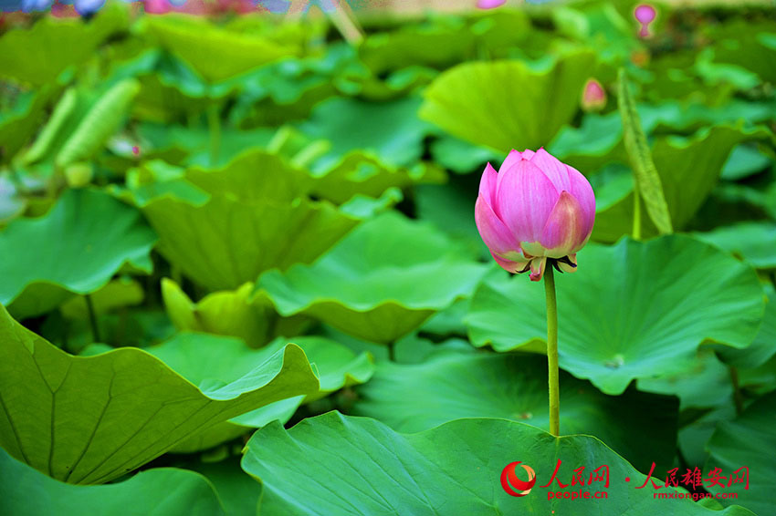 �������ŵĺɻ��������w�z