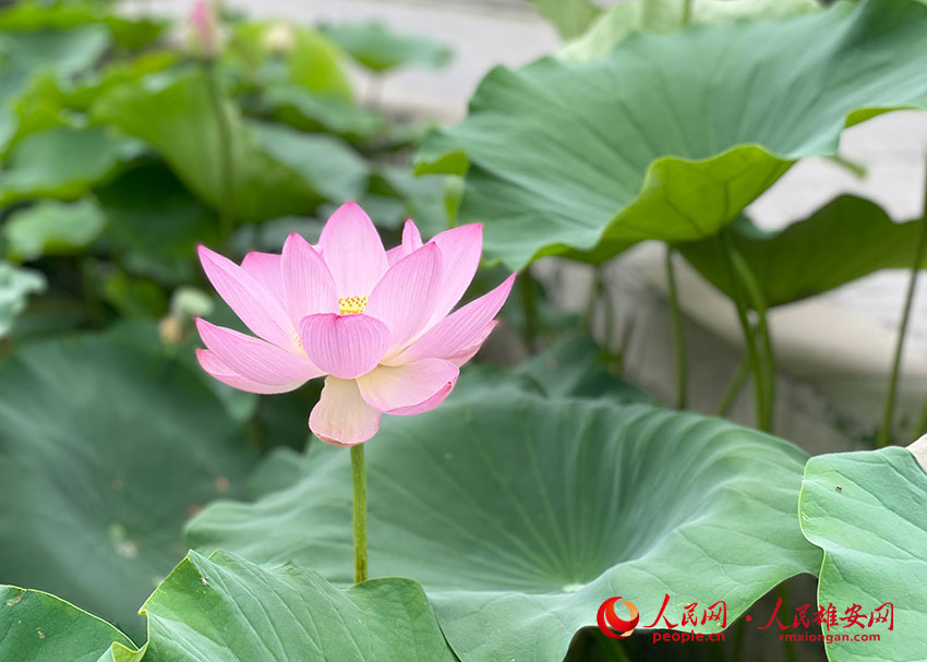 �uҷ���˵ĺɻ�������W(w��ng)�]ޱ�z