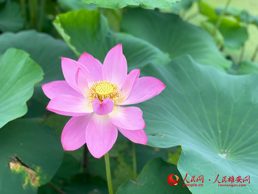 �����ʢ�_�ĺɻ�������W(w��ng)�]ޱ�z