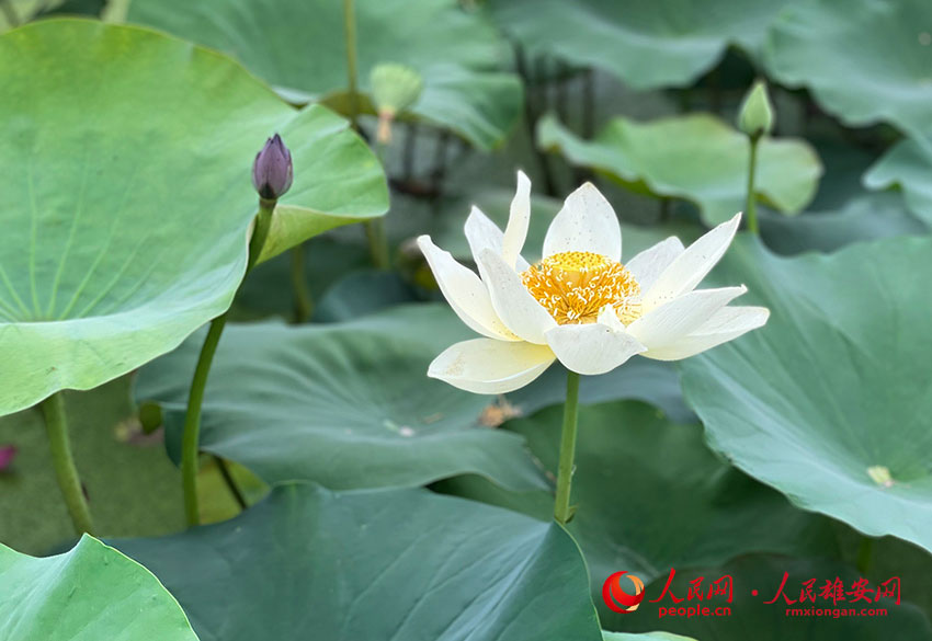 �����ʢ�_�ĺɻ�������W�]ޱ�z