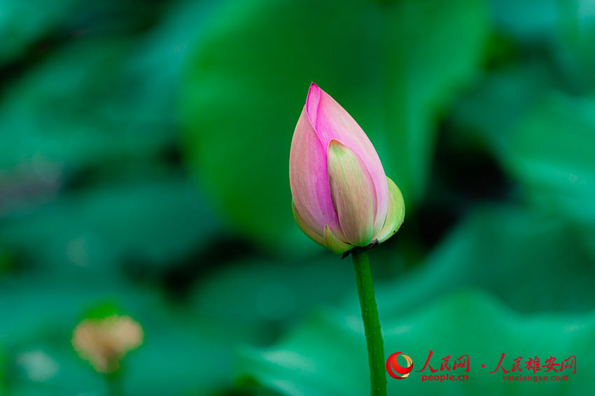 ����������`�ŵĺɻ�����־���z