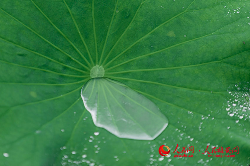 ӯӯ����¶�����������顣��־���z