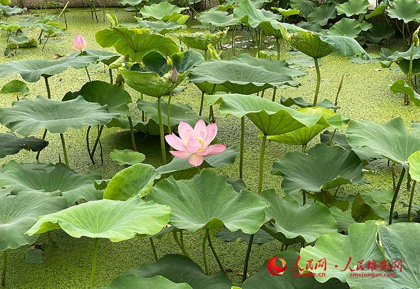 ��Ƭ�ĺ��~�չ��ˮ���ϡ�����W(w��ng)�]ޱ�z