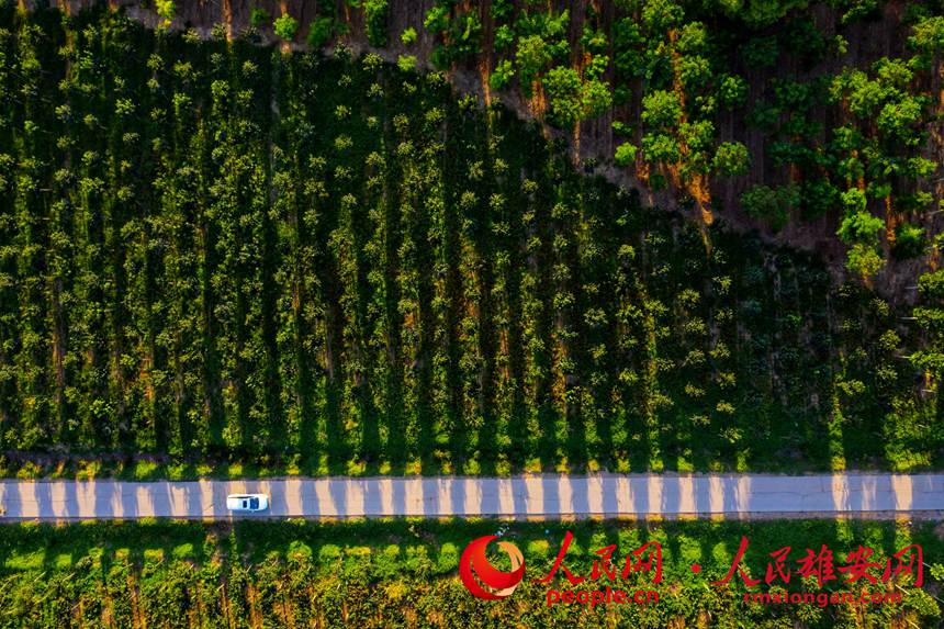 ��ǧ�����֡����ĈD����Ĕz