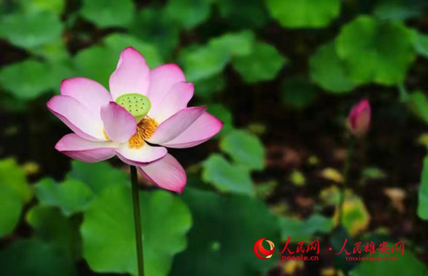 ������(n��i)�ĺɻ��������۰��W(w��ng) ������z