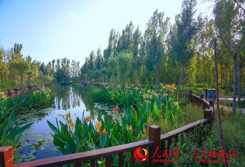 安新縣劉李莊鎮(zhèn)梁莊村磁山文化生態(tài)公園。田亞娟攝