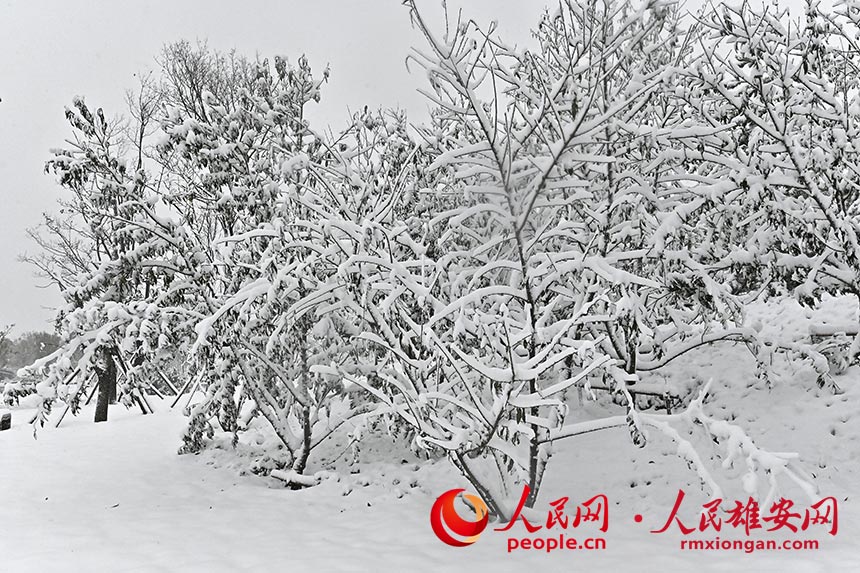 ��ѩ���w�Ę�ľ������ꖔz