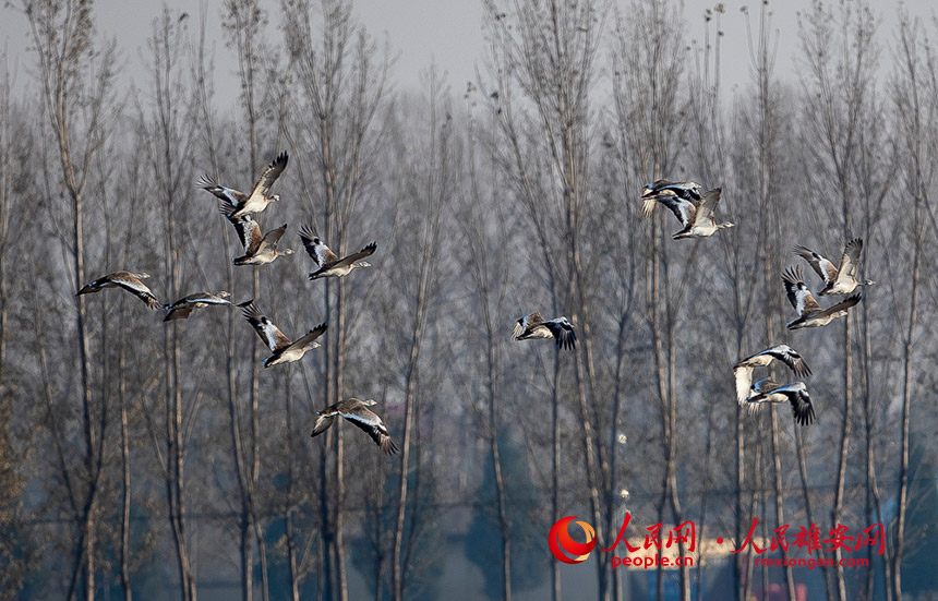 �����w��Ĵ��d���R��혔z