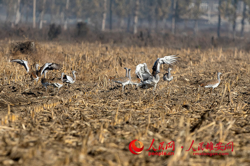 正在田地里棲息的大鴇。賀友順攝