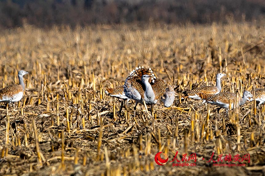 ��������Ϣ�Ĵ��d���R��혔z