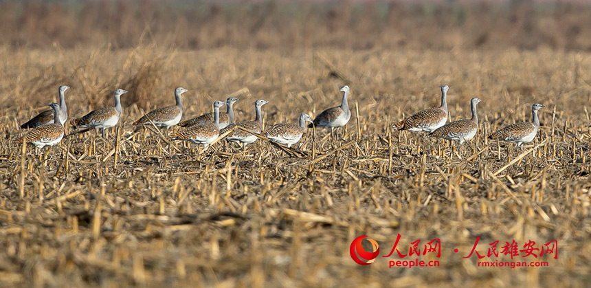 ��������Ϣ�Ĵ��d���R��혔z