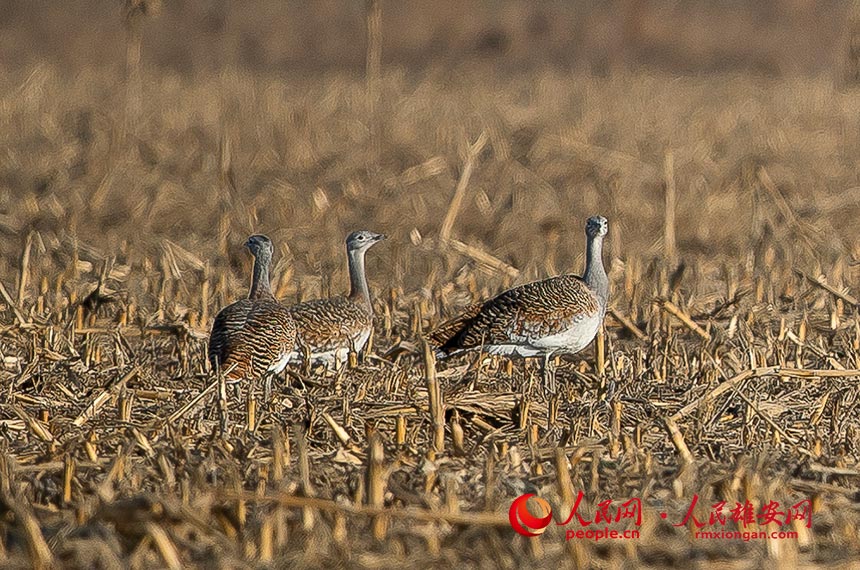 ��������Ϣ�Ĵ��d���R��혔z