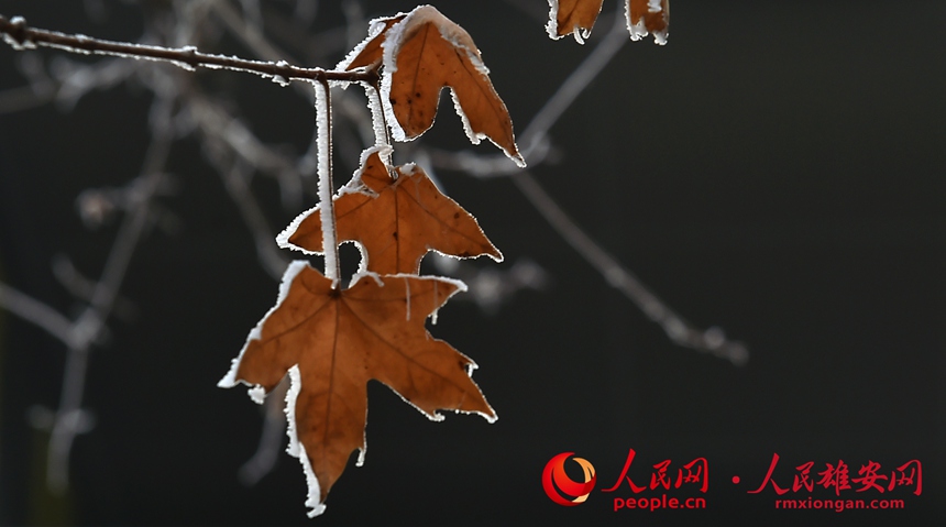 �Fڡ������͸������ꖔz