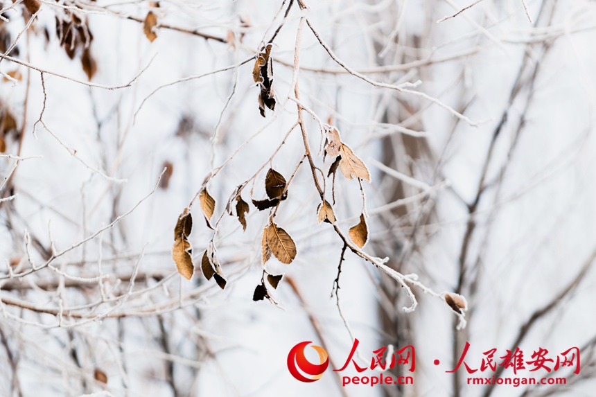 ��ǧ�����֡��Fڡ������־���z