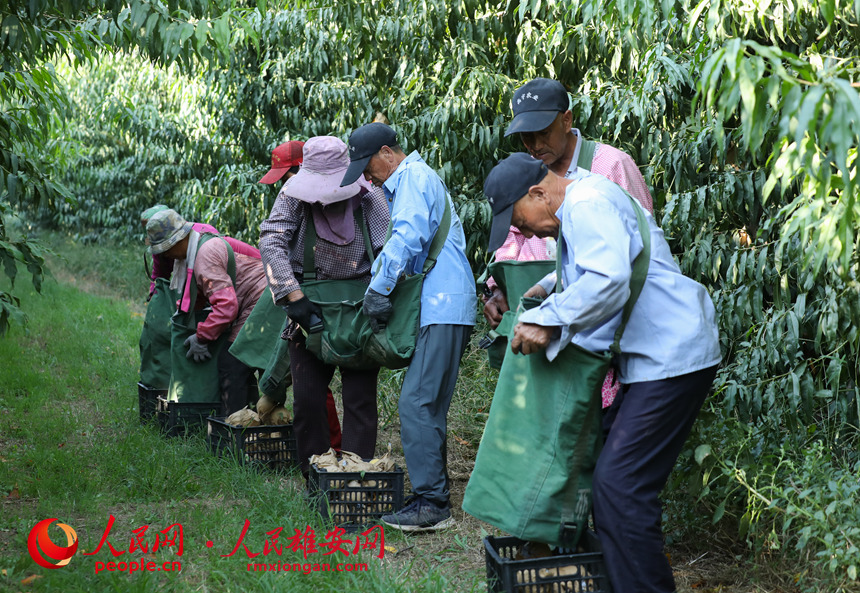 村民們正在將剛摘下的桃子倒進(jìn)框里。人民網(wǎng) 李兆民攝
