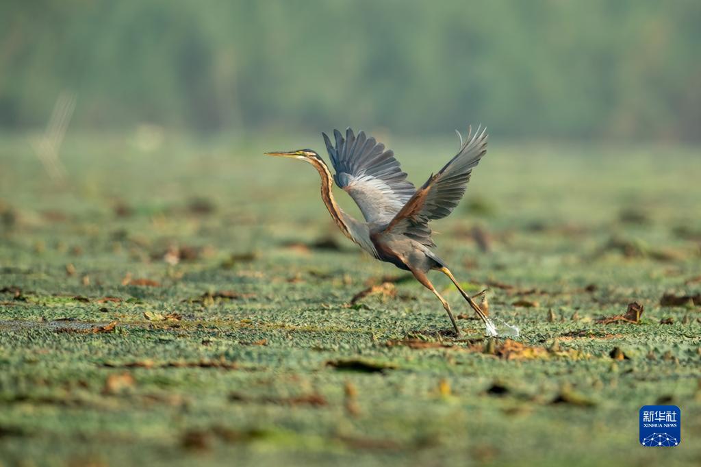 這是在雄安新區白洋淀一處鳥類棲息地拍攝的草鷺（2022年9月9日攝）。