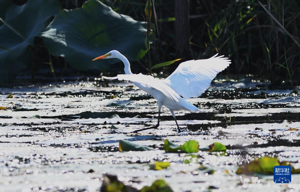 這是在雄安新區白洋淀一處鳥類棲息地拍攝的白鷺（9月21日攝）。