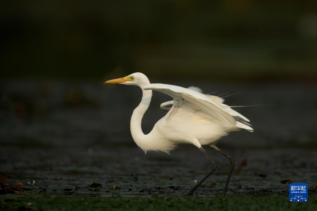這是在雄安新區白洋淀一處鳥類棲息地拍攝的白鷺（2022年9月9日攝）。