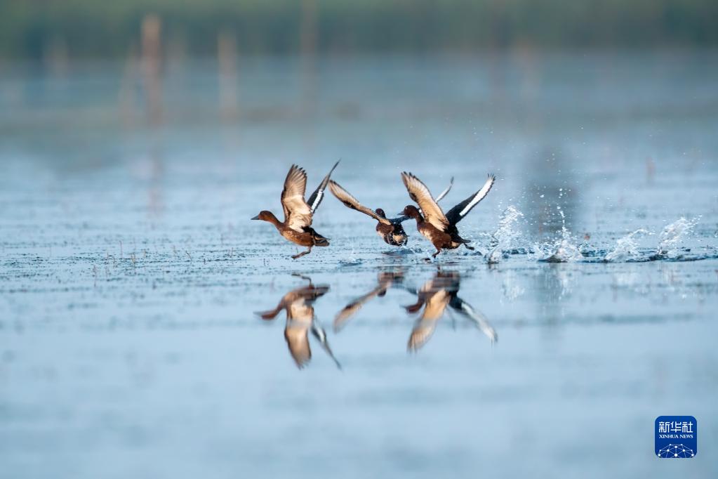 這是在雄安新區白洋淀一處鳥類棲息地拍攝的野生潛鴨（2022年9月9日攝）。