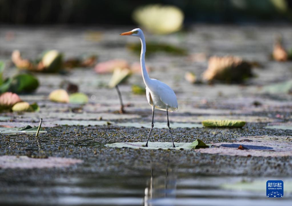 這是在雄安新區白洋淀一處鳥類棲息地拍攝的白鷺（9月21日攝）。