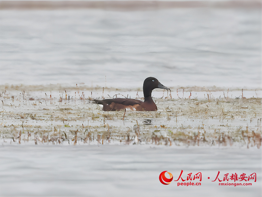 青頭潛鴨在淀中小憩。賈國永攝