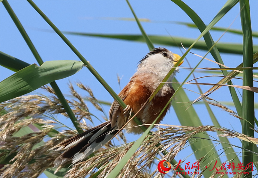 震旦鴉雀在蘆葦叢里張望。賈國永攝
