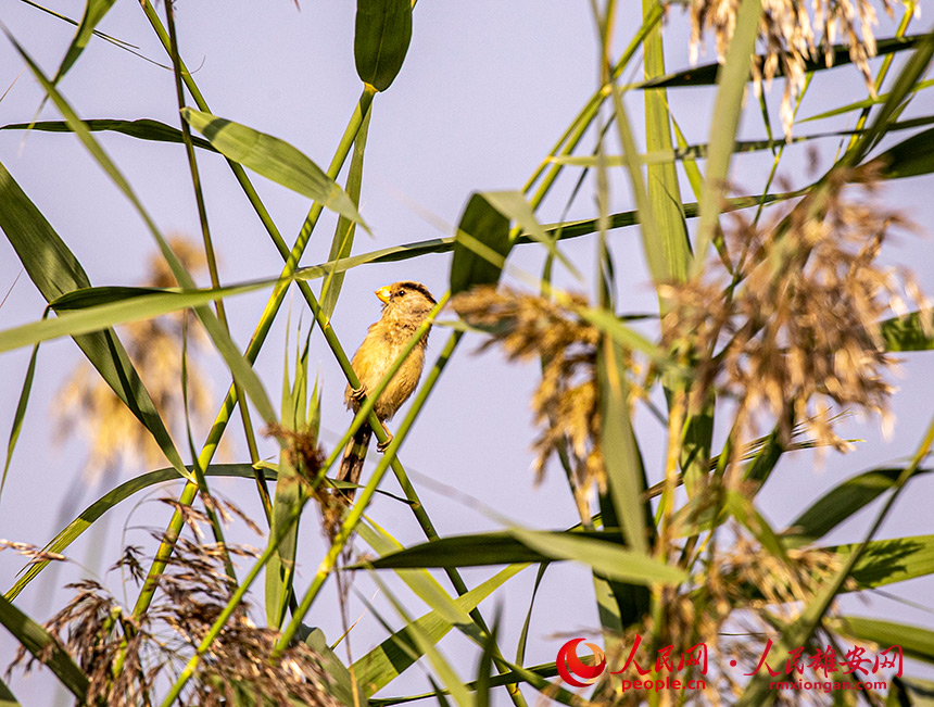 震旦雅雀在蘆葦叢中張望。程澤軍攝