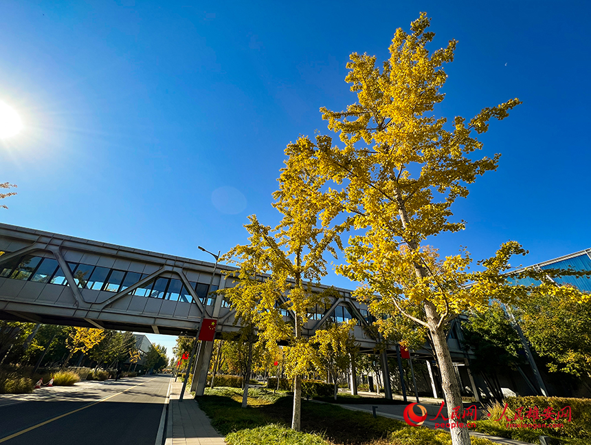 雄安市民服務中心秋意濃濃。人民網?楊華龍攝