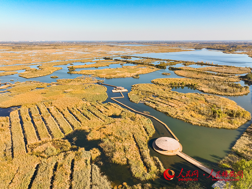 白洋淀秋意濃濃。胡忠攝