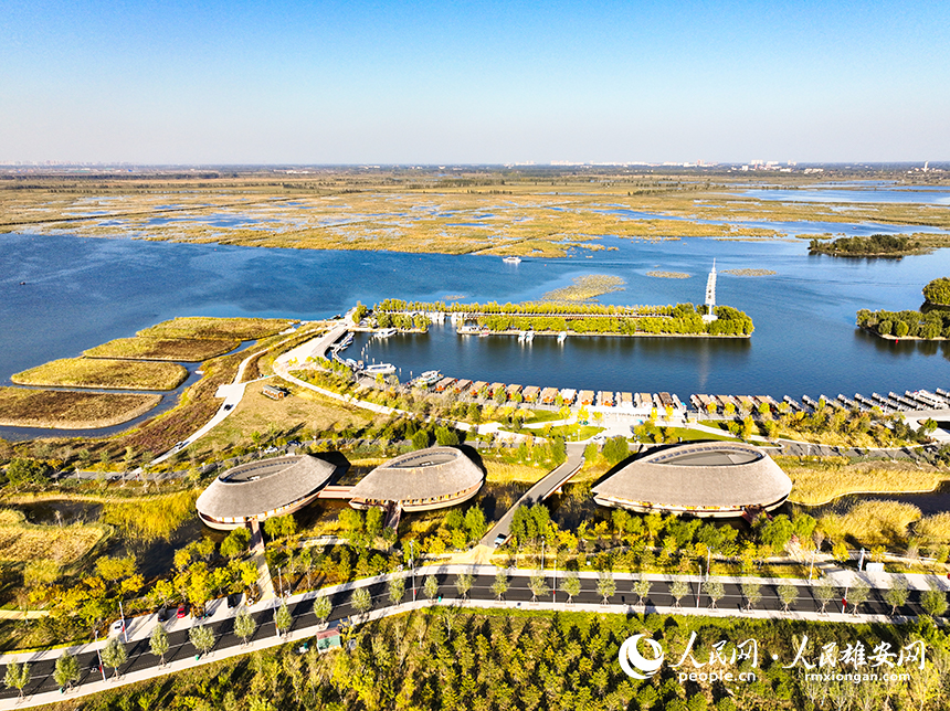 白洋淀秋意濃濃。胡忠攝