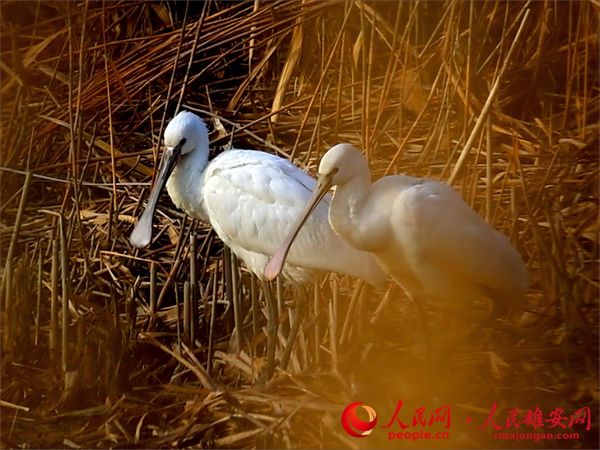 白琵鷺現(xiàn)身白洋淀。賈國(guó)永攝