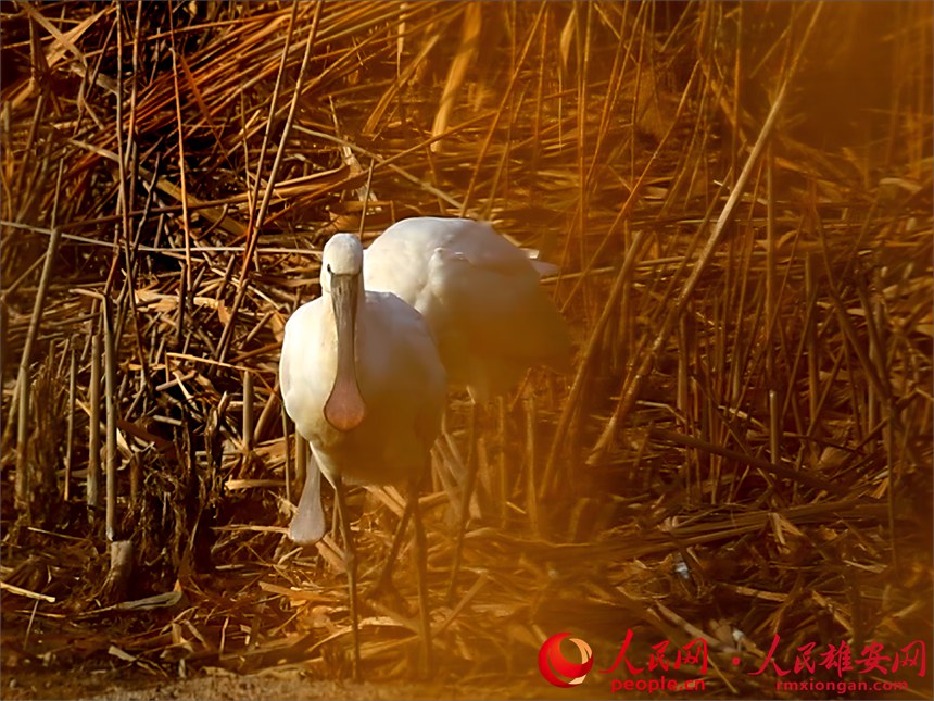 白琵鷺現(xiàn)身白洋淀。賈國(guó)永攝