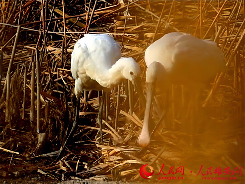 白琵鷺現(xiàn)身白洋淀。賈國(guó)永攝