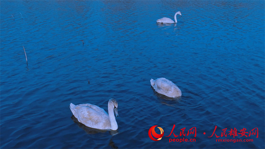 圖為大天鵝與一對疣鼻天鵝在白洋淀水面游動。陳法良攝