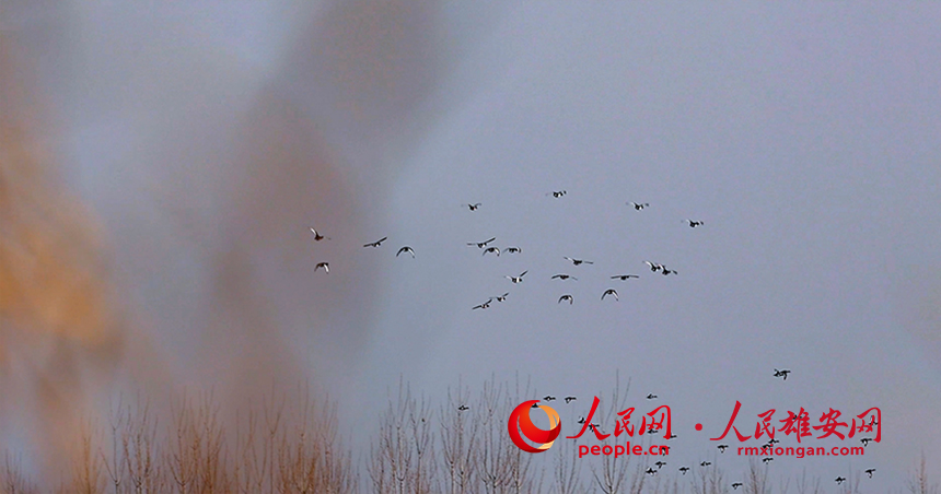 約50只左右青頭潛鴨結隊飛行