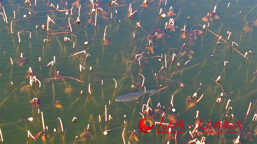 白洋淀清澈見底一條鯉魚在淀中游動