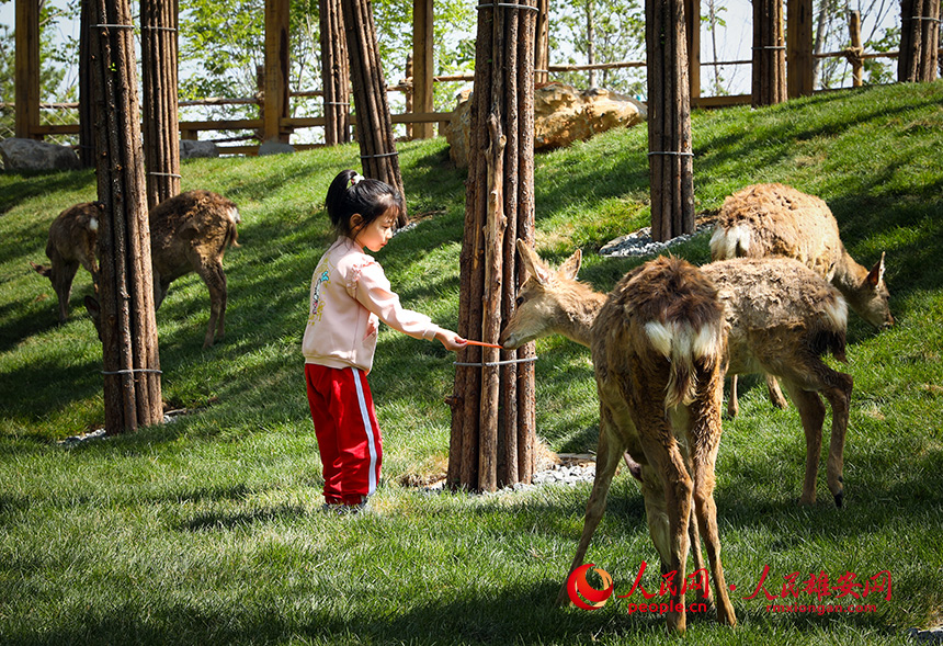 “萌娃”和小動物互動。人民網?宋燁文攝