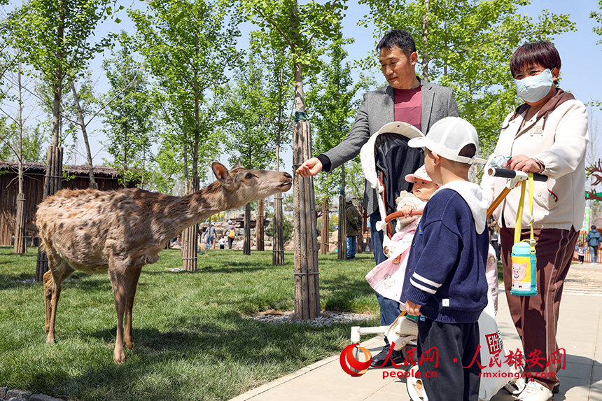 游客和小動物互動。人民網?宋燁文攝