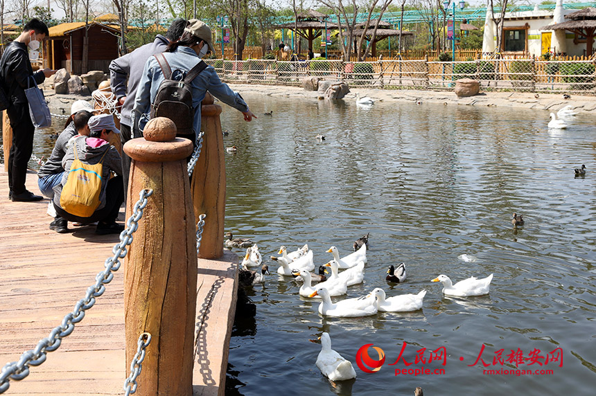 游客和小動物互動。人民網?宋燁文攝