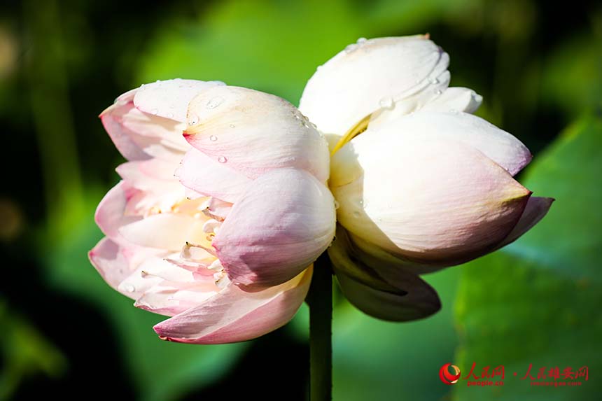 白洋淀中盛開的并蒂蓮。人民網 楊華龍攝