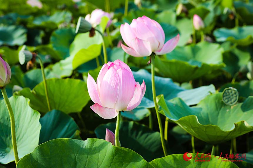 紅湘蓮（荷花品種）花開白洋淀。人民網 楊華龍攝