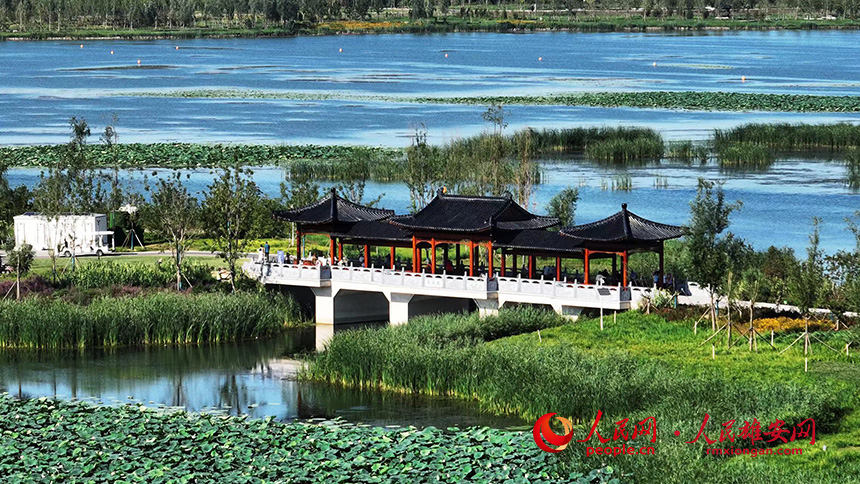 白洋淀燕南堤風光。人民網記者 李兆民攝