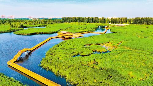 經(jīng)過一系列治本之策，白洋淀生態(tài)環(huán)境和淀區(qū)水質(zhì)實現(xiàn)了歷史性跨越，“華北明珠”生機盎然。圖為近日拍攝的白洋淀十里長廊。 本報記者 耿輝攝