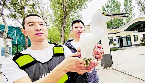 9月15日，雄安新區(qū)安新縣自然資源局鳥類救助站工作人員檢查受傷白鷺的傷情。本報記者 劉光昱攝