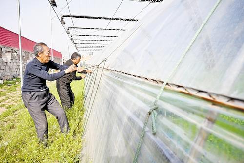 4月11日，石家莊市藁城區農昌種植服務專業合作社的農民正在加固蔬菜大棚。本報記者 史晟全攝